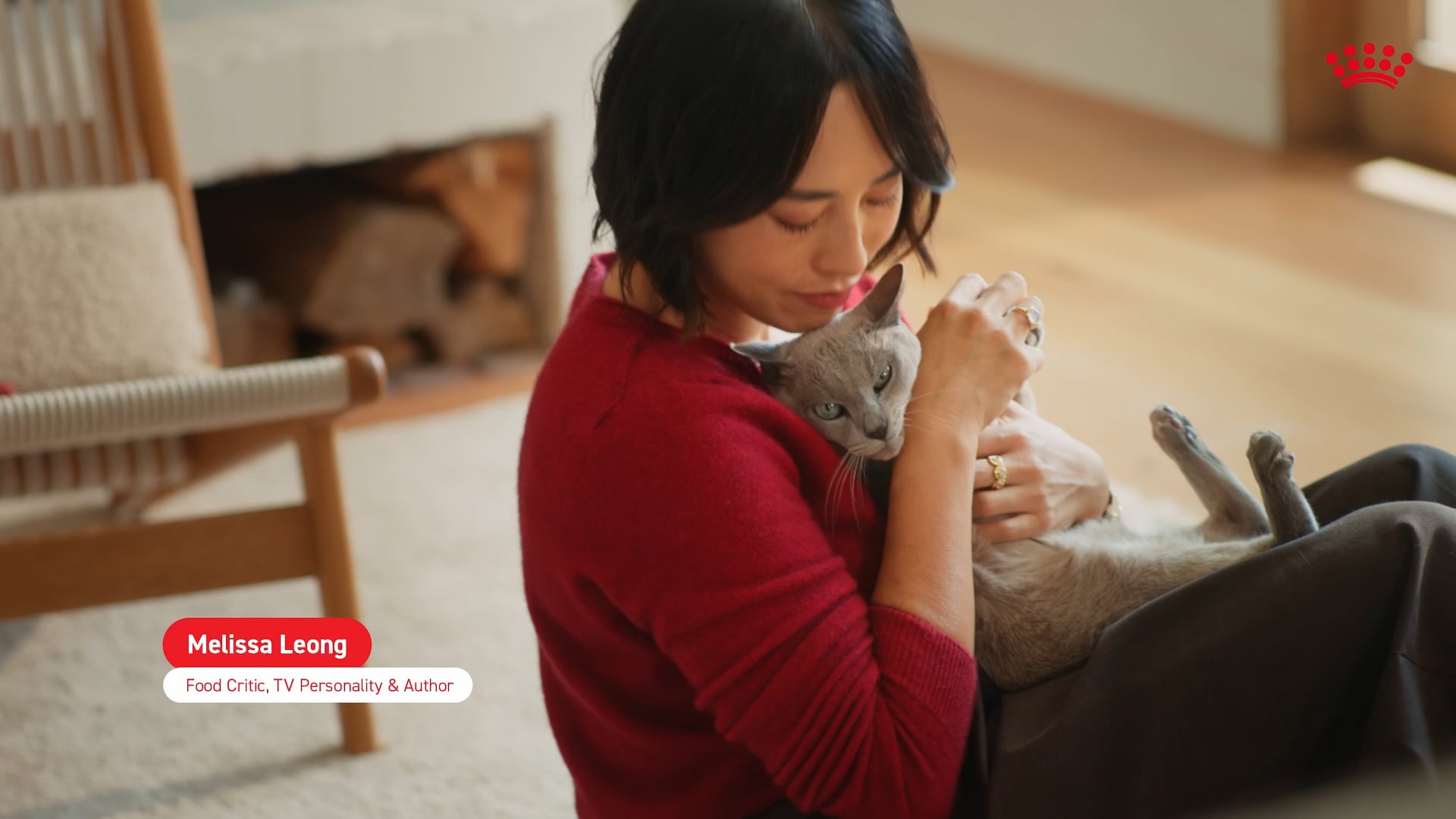 Cat Campaign — poster